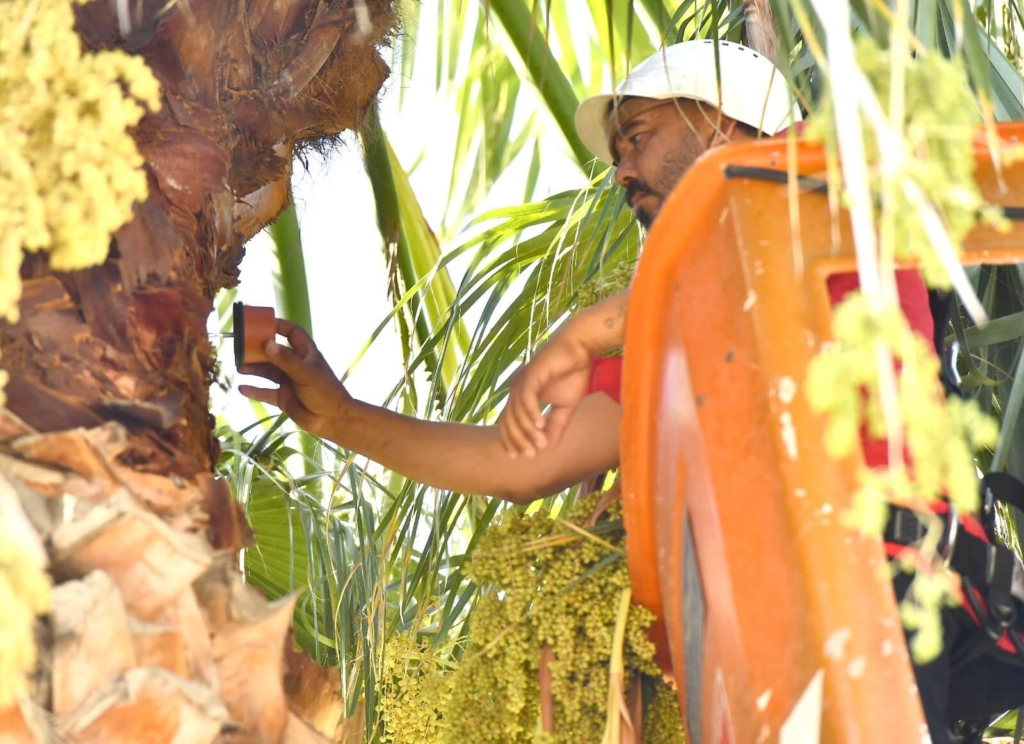 Palmiyelere böcek alarmı takılıyor